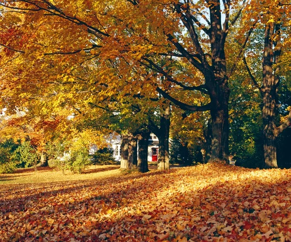 Autumn Leaves In Yard — Stock Photo, Image