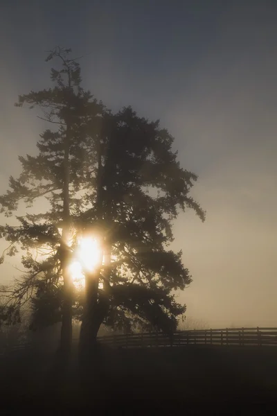 Luz del sol a través del árbol —  Fotos de Stock