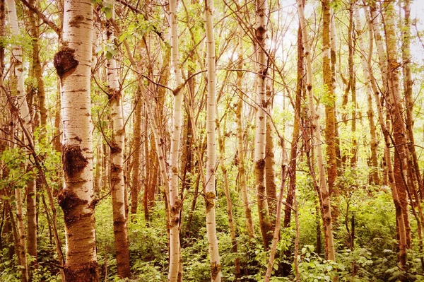 Tree Trunks — Stock Photo, Image