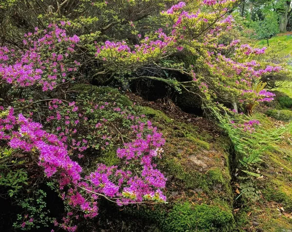 Çiçekler ve yosun — Stok fotoğraf