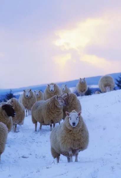 Овцы, горы Уиклоу — стоковое фото