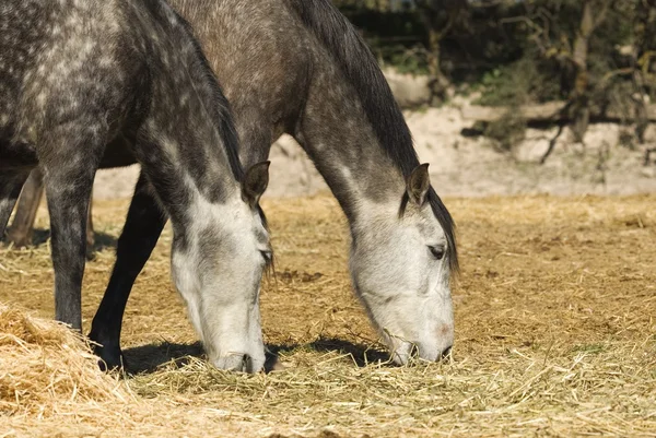 Андалузские лошади — стоковое фото