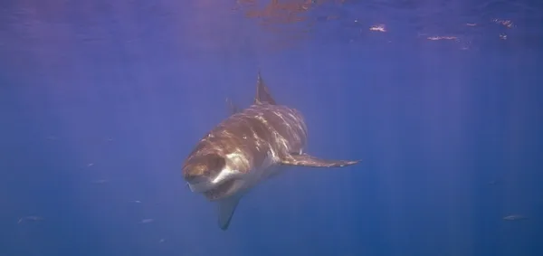 Büyük beyaz köpekbalığı — Stok fotoğraf