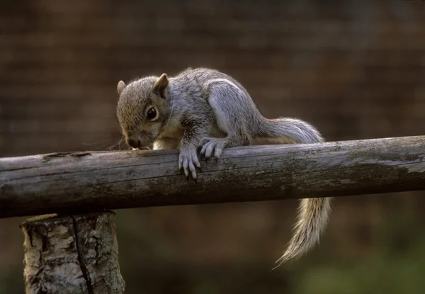 Grey Squirrel — Stock Photo, Image