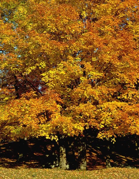 Drzewo jesień — Zdjęcie stockowe