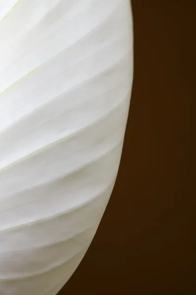 Close-Up Of A Peace Lily — Stock Image Close-Up Of A Peace Lily Stock Image