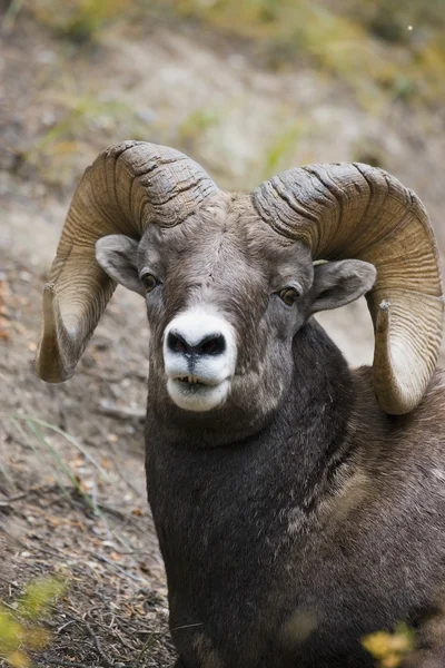 Rocky Mountain Bighorn Sheep — Stock Image Rocky Mountain Bighorn Sheep Royalty Free Stock Images