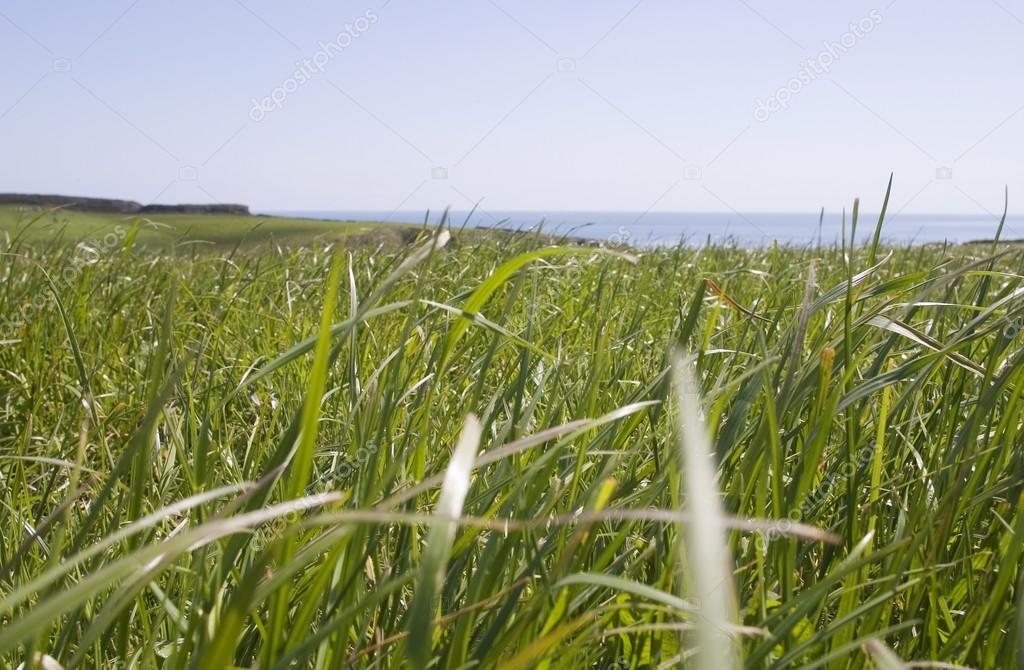 Grass, Pastoral Field, Copper Coast, Co Waterford, Ireland