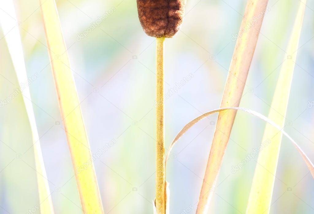 Close Up Of A Cattail