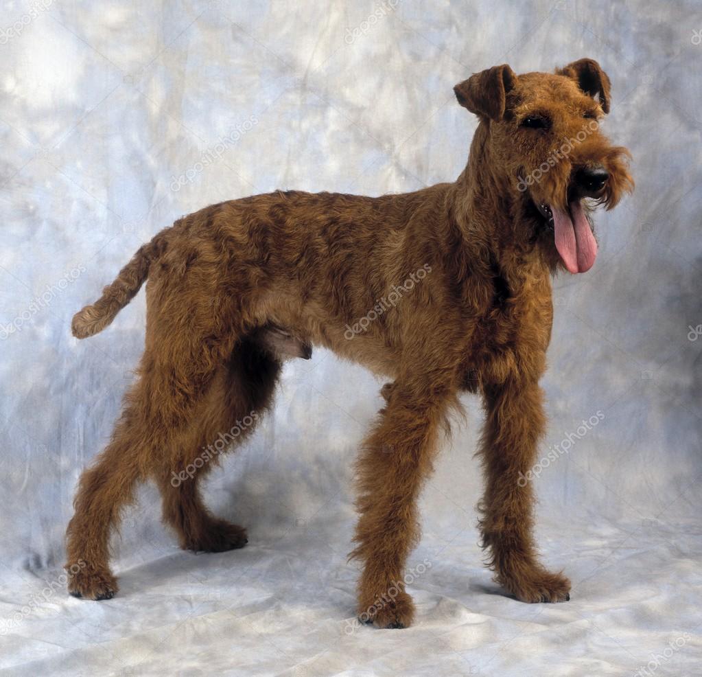 large irish terrier
