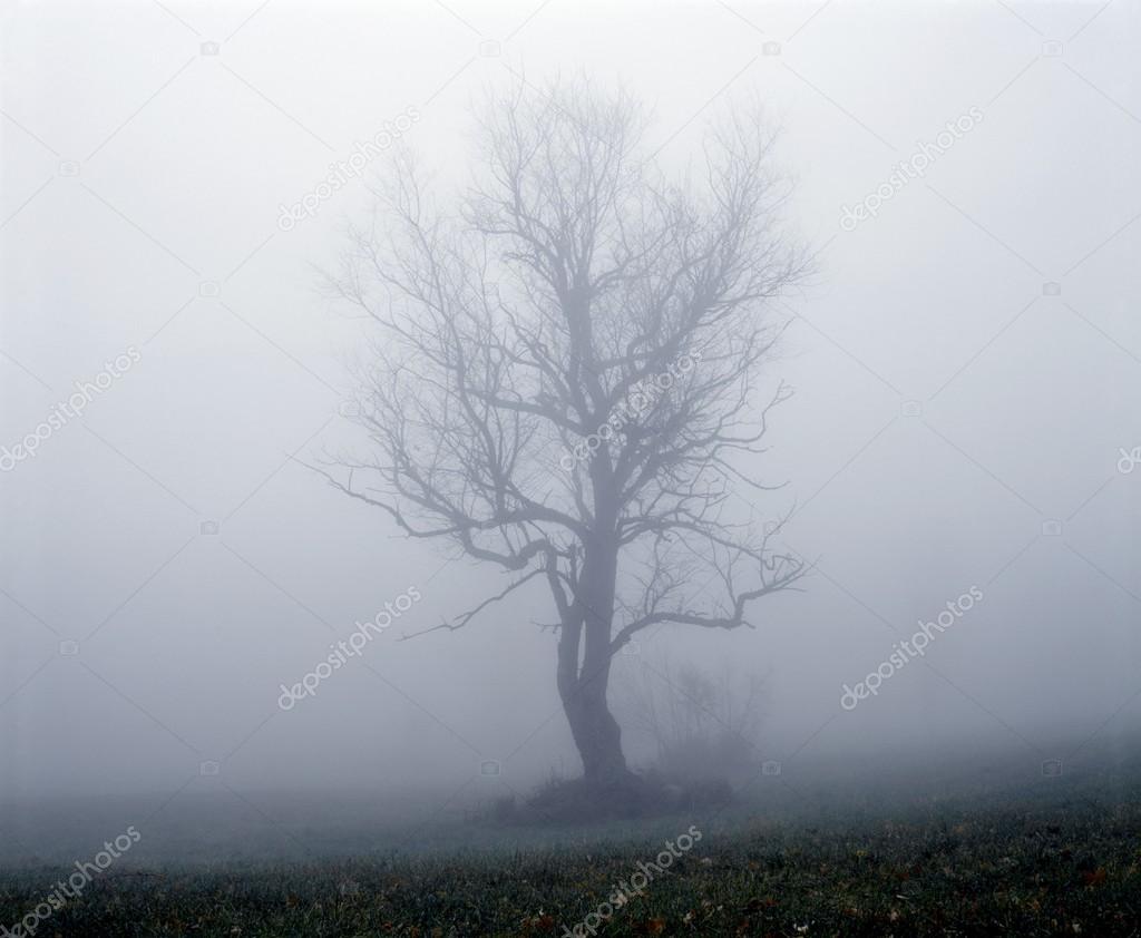 Tree In Fog