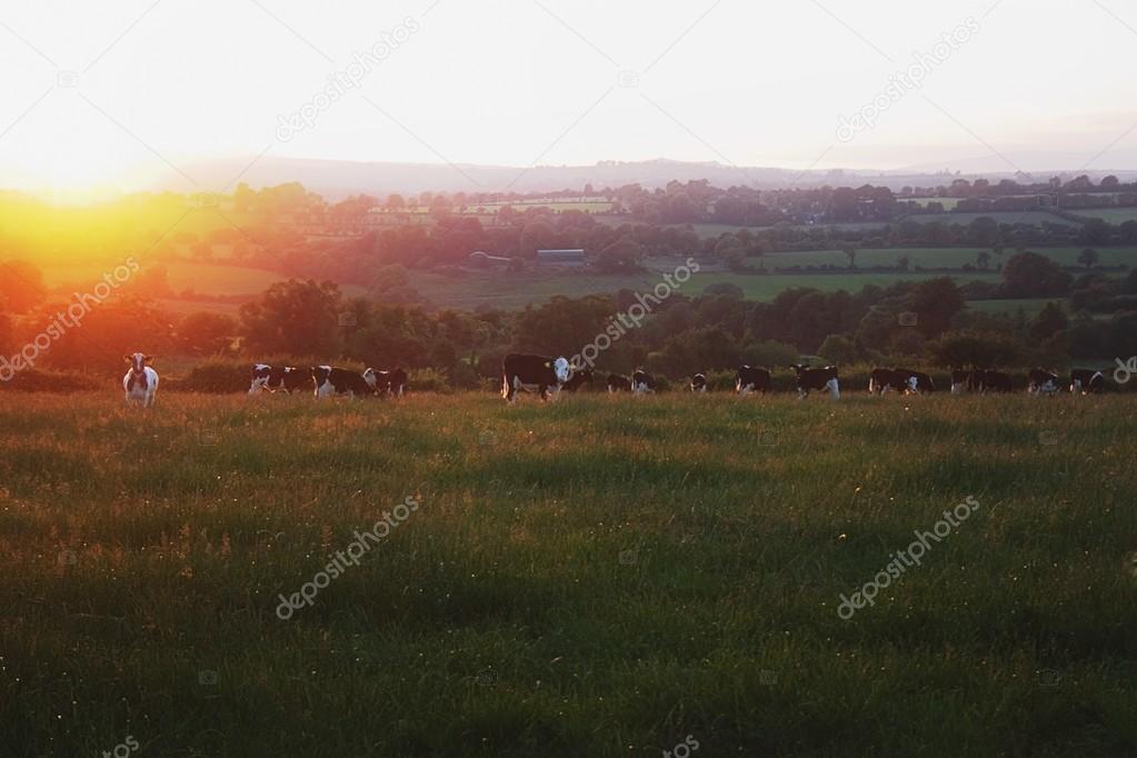 Friesian Cattle, Near Croaghaun Mountain, Co Waterford, Ireland