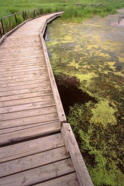 Boardwalk, elk milli park, alberta, Kanada ada.