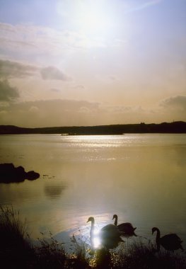 Kuğu schull, co cork, İrlanda