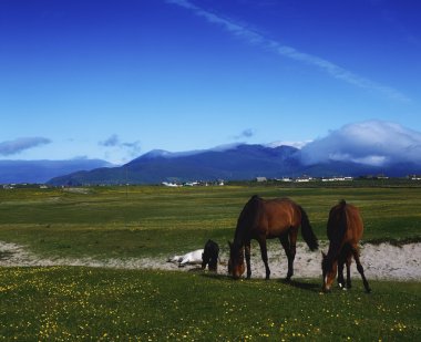 Co Kerry, Horses In Kilshannig Near Castlegregory, Ireland clipart