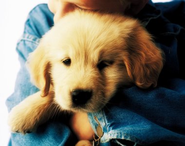 Çocuğu sevmek köpek yavrusu