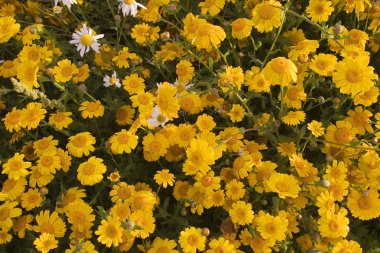 Mısır marigolds