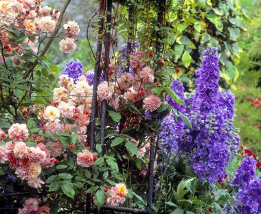 Gül ve delphiniums, sandford road, dublin, İrlanda