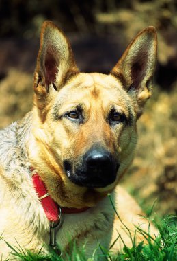 Alman çoban köpeği.