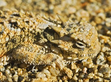 A Camouflaged Juvenile Southern Desert Horned Lizard clipart