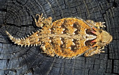 A Coast Horned Lizard clipart