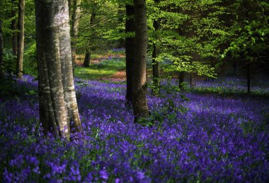 Glens antrim, bluebells, orman portglenone, İngiltere