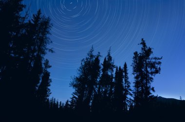 Twilight Tree Silhouettes And Stars With Time Lapse Photography, Jasper National Park, Alberta, Canada