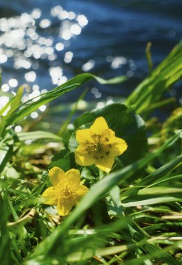 Marsh marigolds vahşi büyüyor