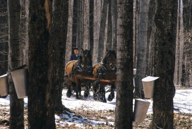 maple orman vagona çekerek atlar