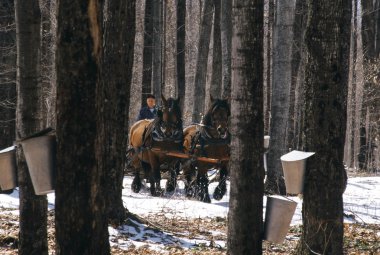 Horses Pulling Wagon In Maple Forest clipart