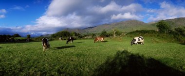 Holstein-Friesian sığır, co cork, İrlanda