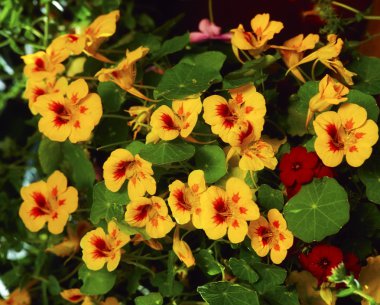 Nasturtium yaprakları