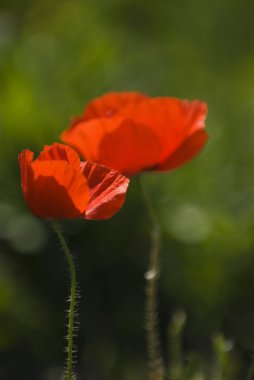 Kırmızı gelincikler açıyor.
