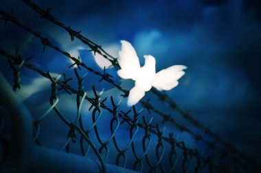 White Bird Sitting On Barbed Wire Fence clipart