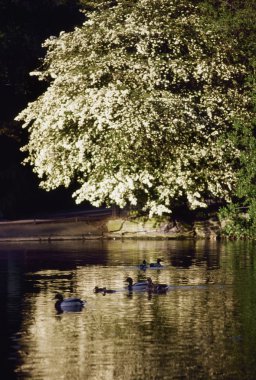 Dublin - parklar, Aziz stephen green, İngiltere
