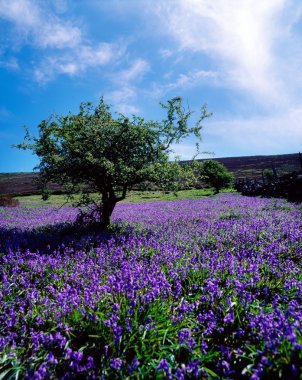 Bluebells & whitethorn ağaç, borris, co carlow, İrlanda