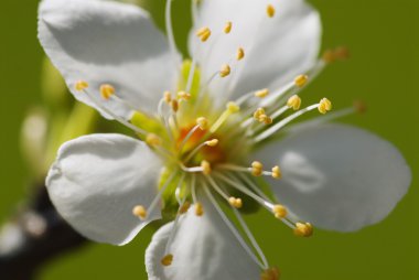 Closeup Of A Nectarine Flower Blooming clipart