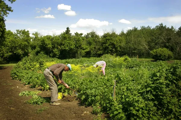 Seniorengärtnerei — Stockfoto