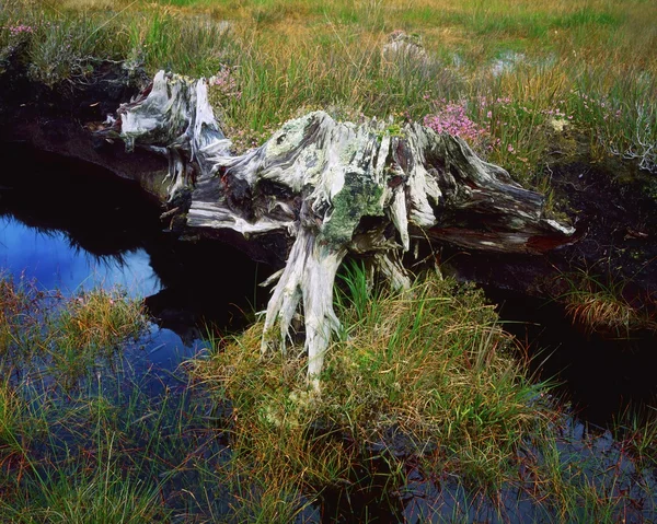 Co mayo, achill ada, bataklık wood, İngiltere