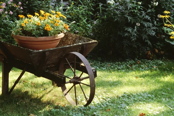 Flower Pot In A Wheelbarrow — Stock Photo, Image