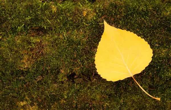 Vue aérienne d'une feuille jaune — Photo