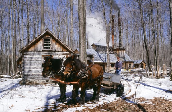 Horse And Wagon By Sugar House