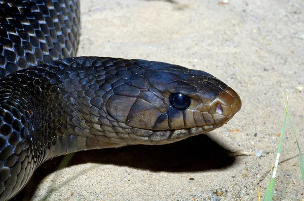 Cobra do Índigo do Texas — Fotografia de Stock