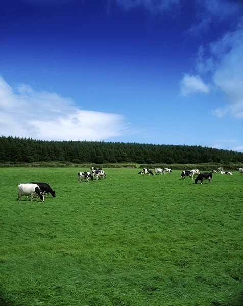 Fresian-Χολστάιν βοοειδή κοντά carrick στην Ιρλανδία suir, co waterford, — Zdjęcie stockowe