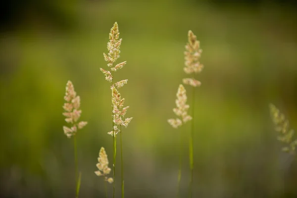 Caules de trigo crescendo ao ar livre — Fotografia de Stock