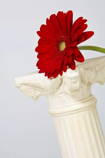 Gerber Flower On A Pedestal — Stock Photo, Image