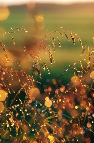 Wild Grass With Dew Drops — Stock Photo, Image