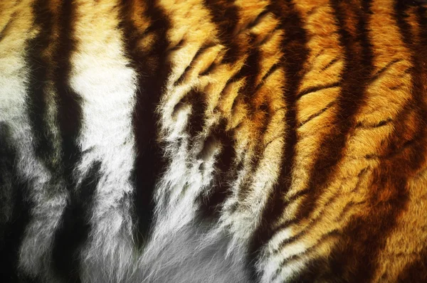 Close-Up Of A Tiger 's Fur — стоковое фото