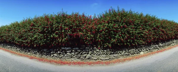Fuchsia växer över en mur — Stockfoto
