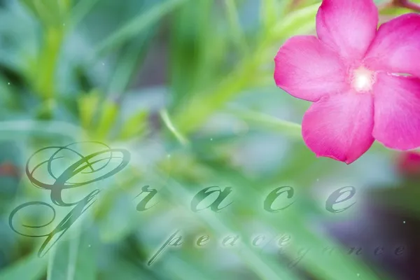 Λουλούδι και γρασίδι με τις λέξεις "χάρη", "ειρήνη" και "κομψότητα" — Φωτογραφία Αρχείου